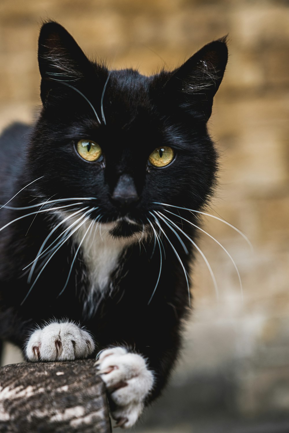 black and white cat on brown grass field