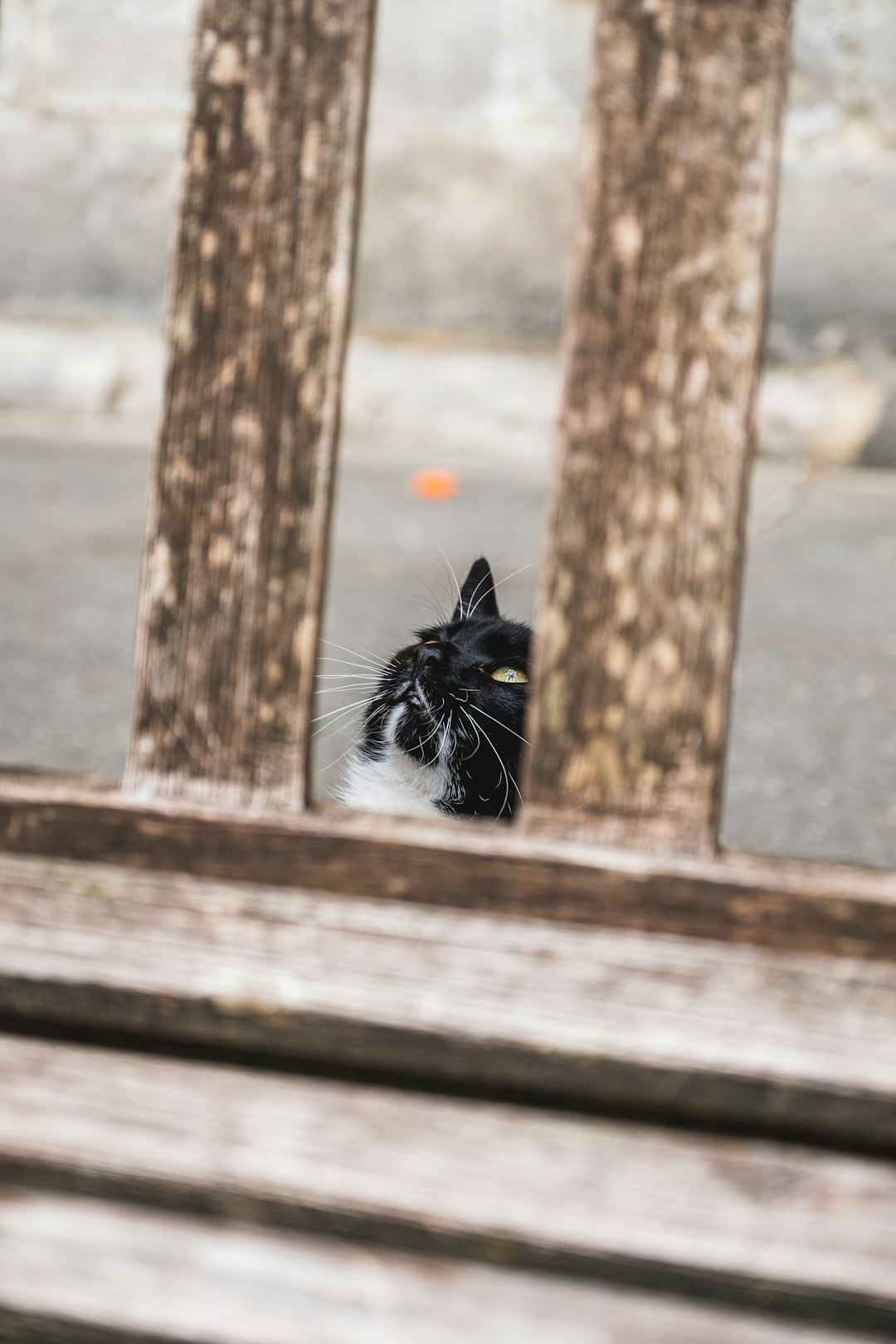 black and white cat on brown wooden fence