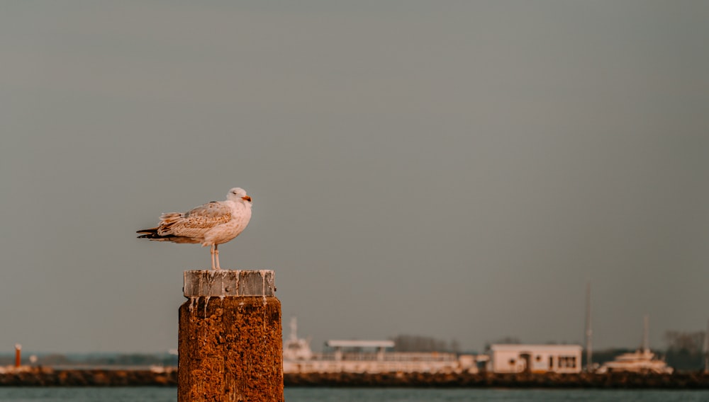 pájaro blanco y gris en poste de madera marrón durante el día