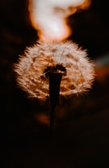 Close-up of a softly glowing dandelion seed head illuminated by warm light.