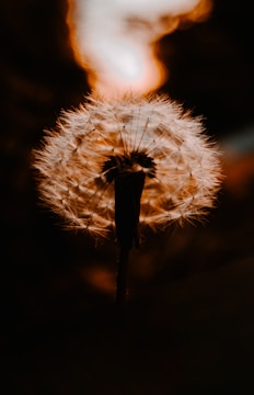 Close-up of a softly glowing dandelion seed head illuminated by warm light.
