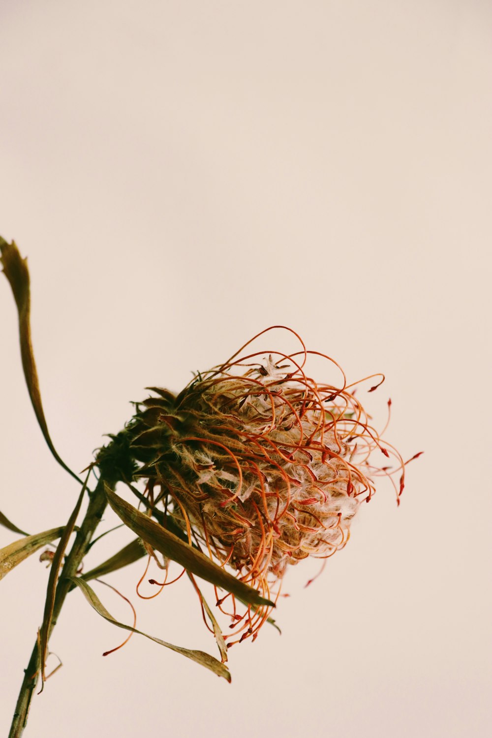 brown and green plant in close up photography