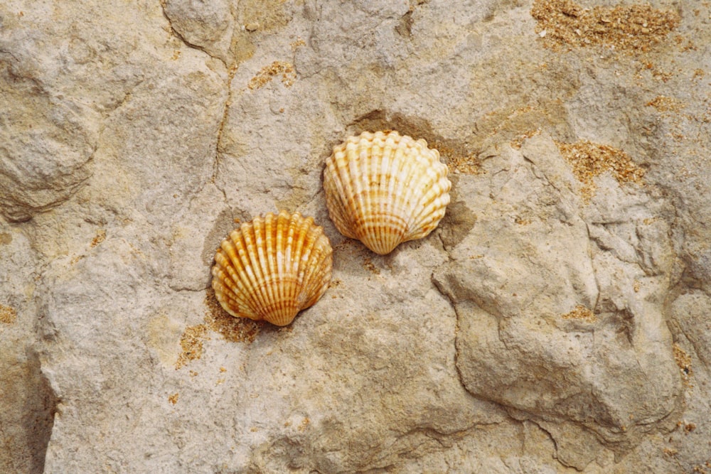 zwei braune und weiße Muscheln auf grauem Sand