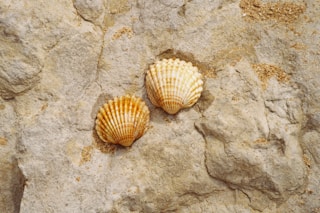 two brown and white seashells on gray sand
