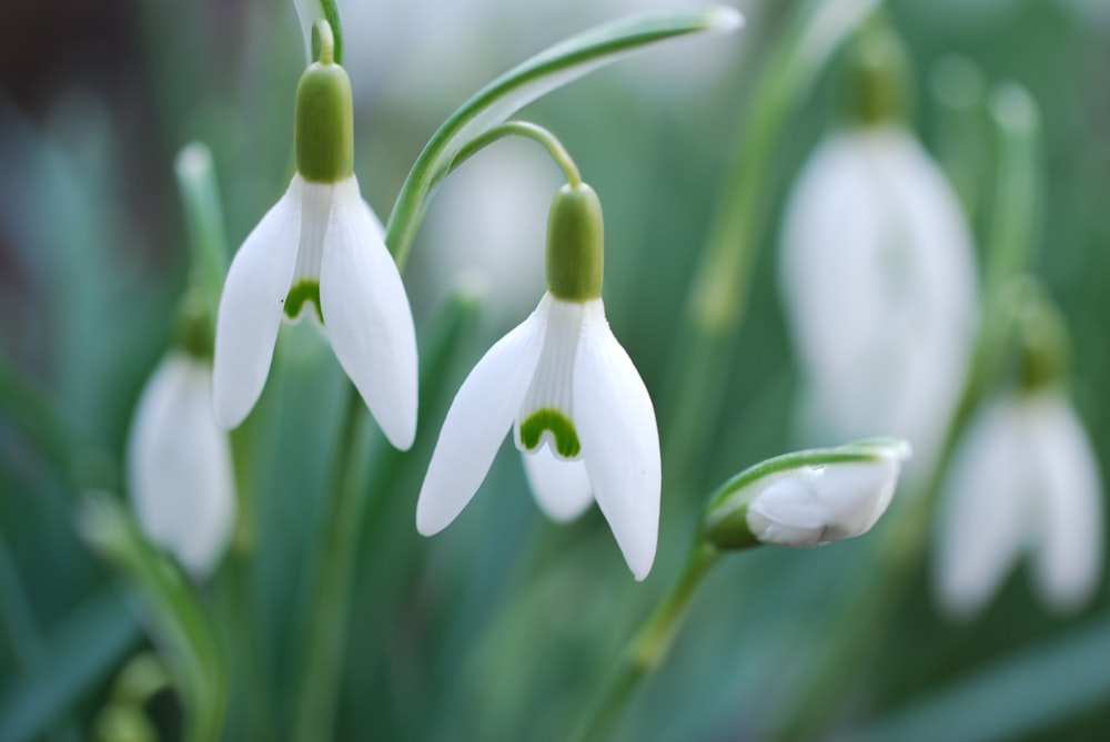 white flower buds in tilt shift lens