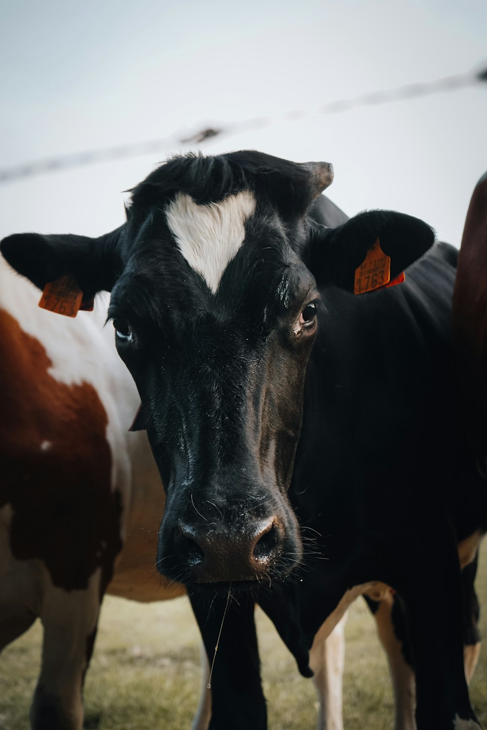 black and white cow during daytime