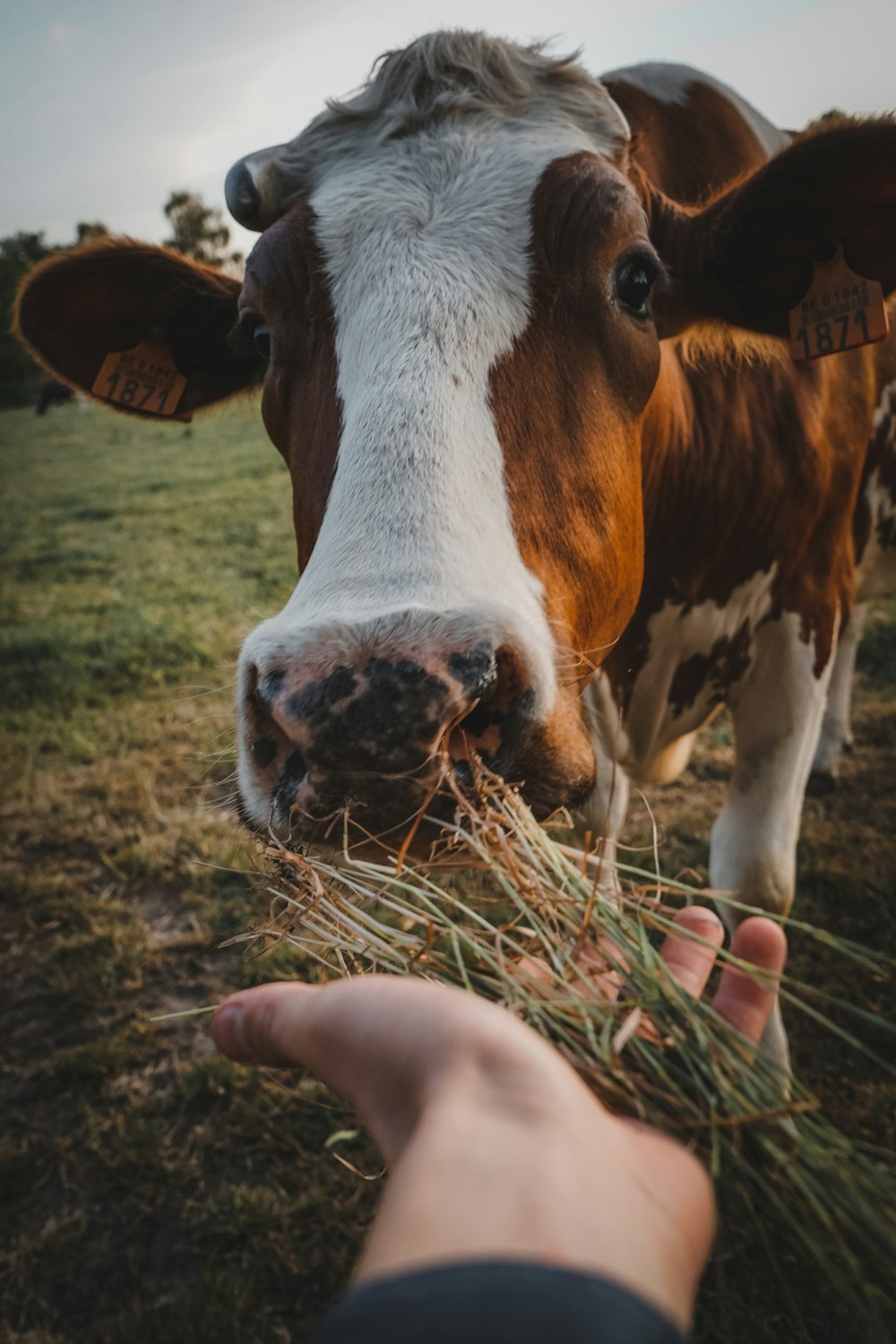 white and brown cow on green grass field during daytime