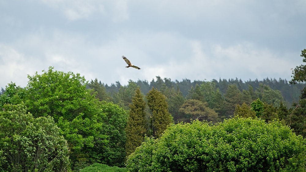 brown bird flying over green trees during daytime