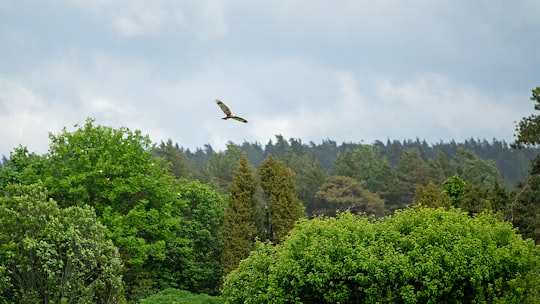 brown bird flying over green trees during daytime in Parainen Finland