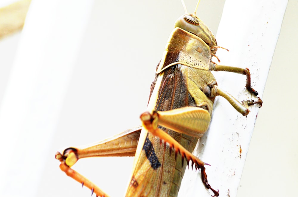 brown grasshopper on white wall