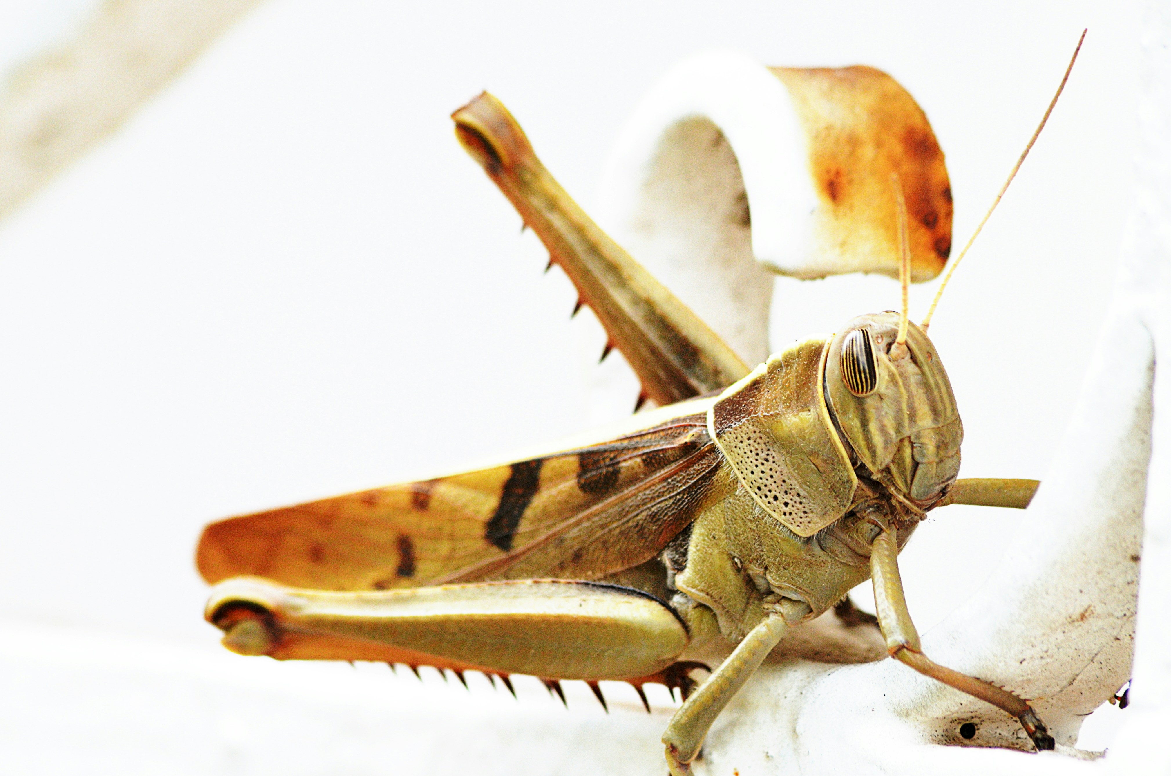 Photo by soufiane_photo_focus