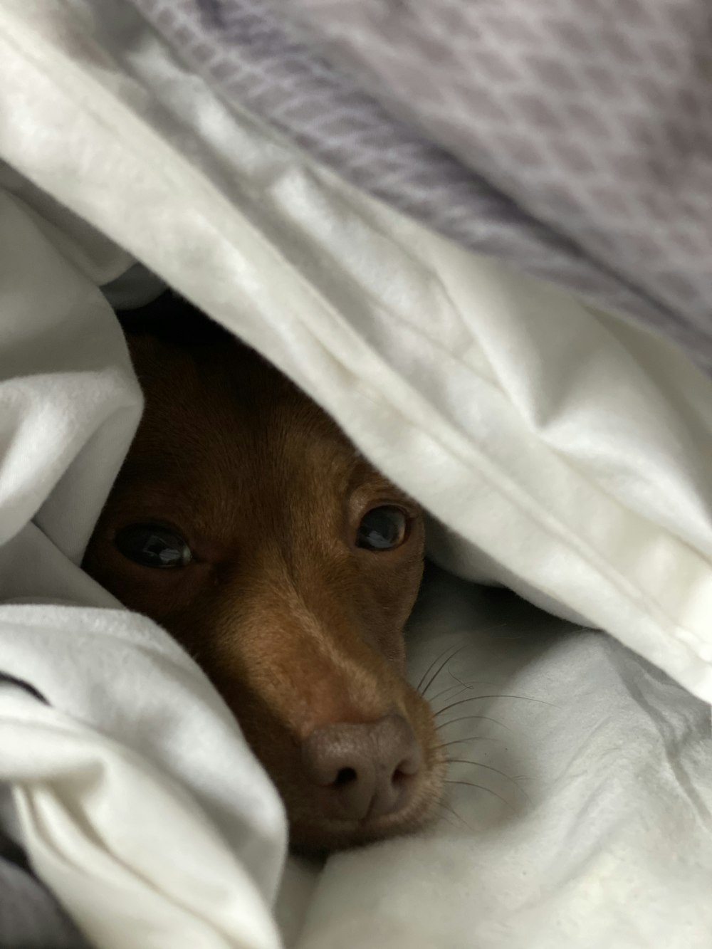 brown short coated dog lying on white textile