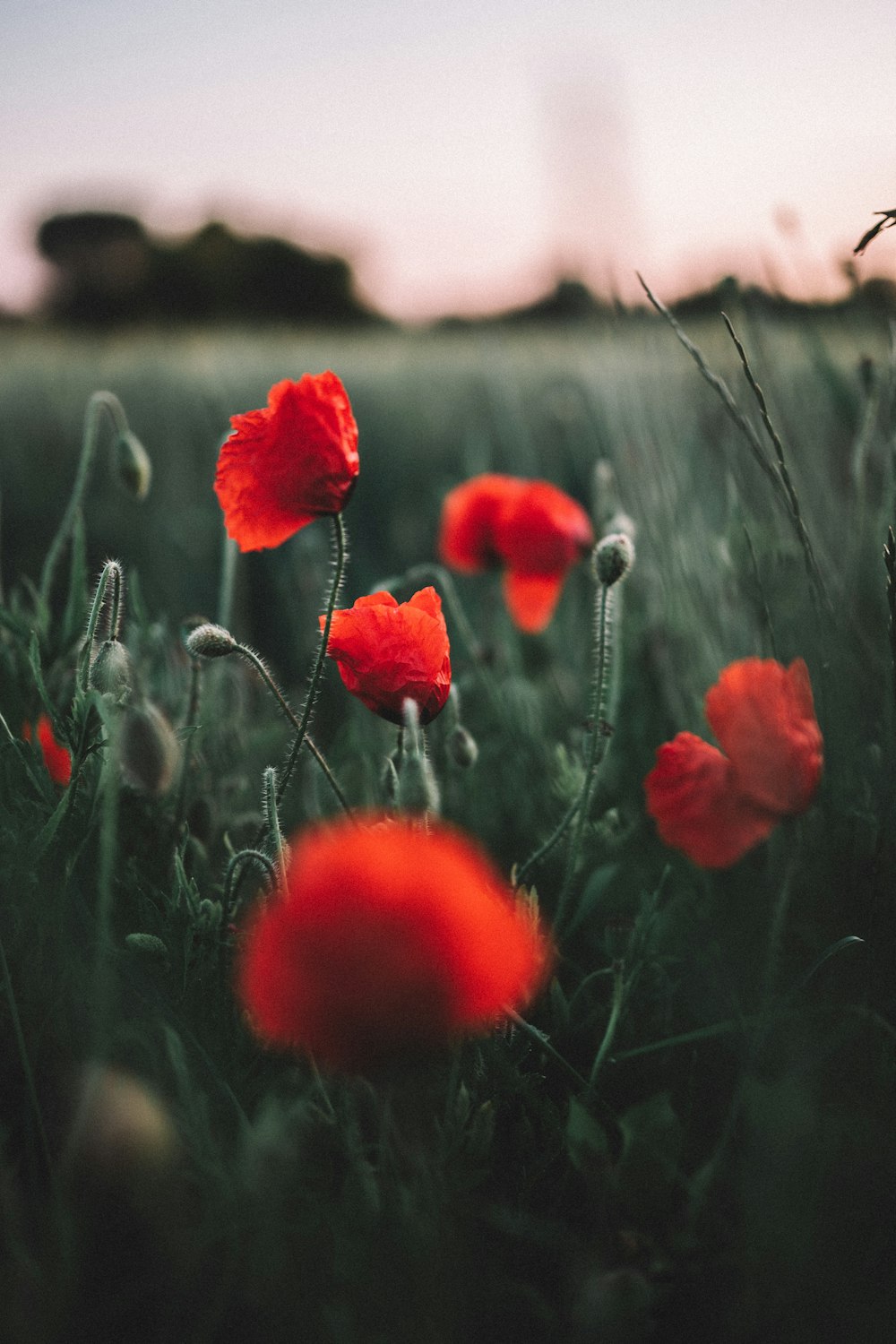 red flower in tilt shift lens