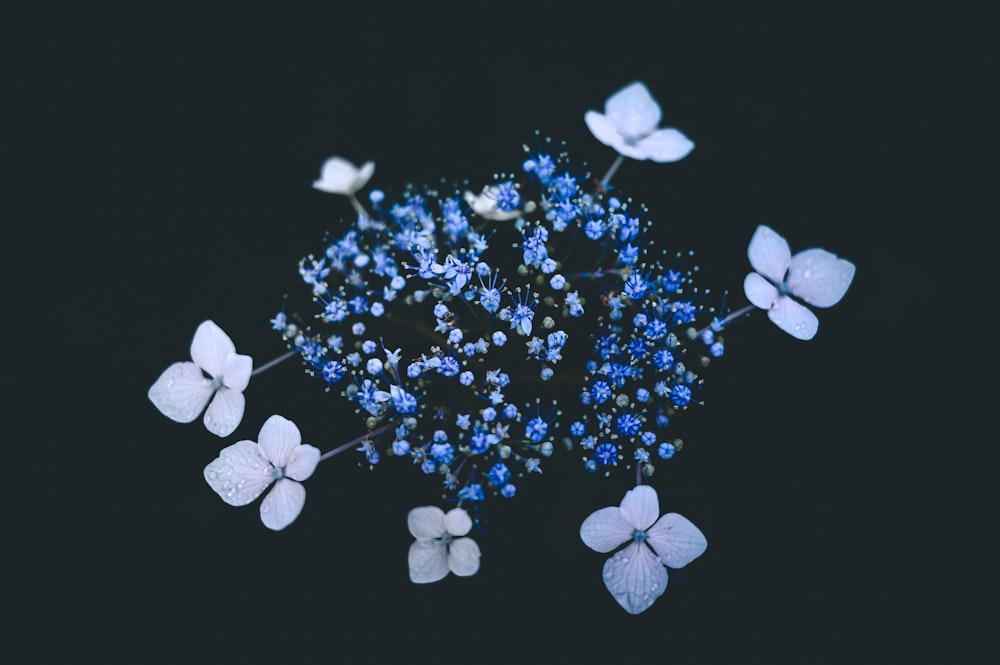 Foto pétalos de flores blancas y negras – Imagen Azul gratis en Unsplash