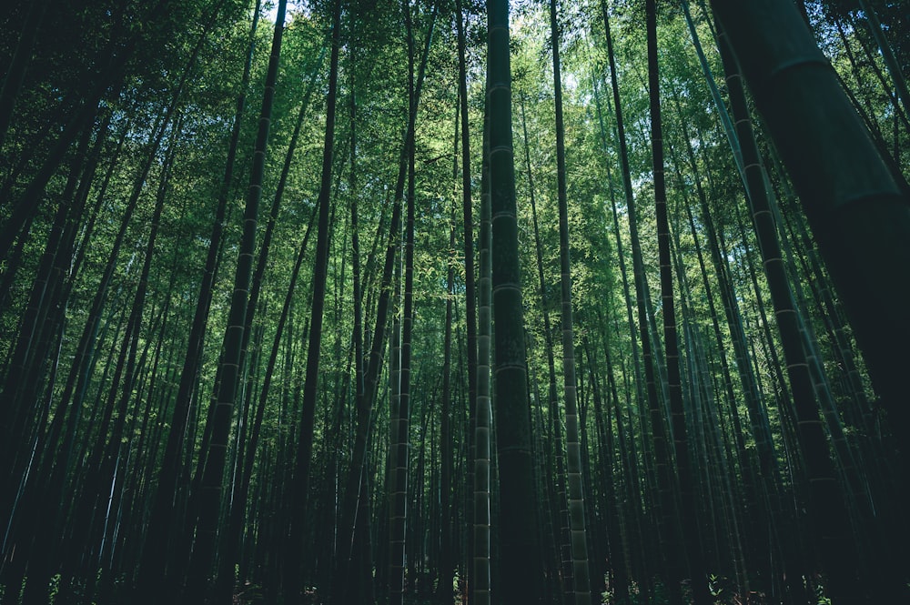 low angle photography of green trees during daytime