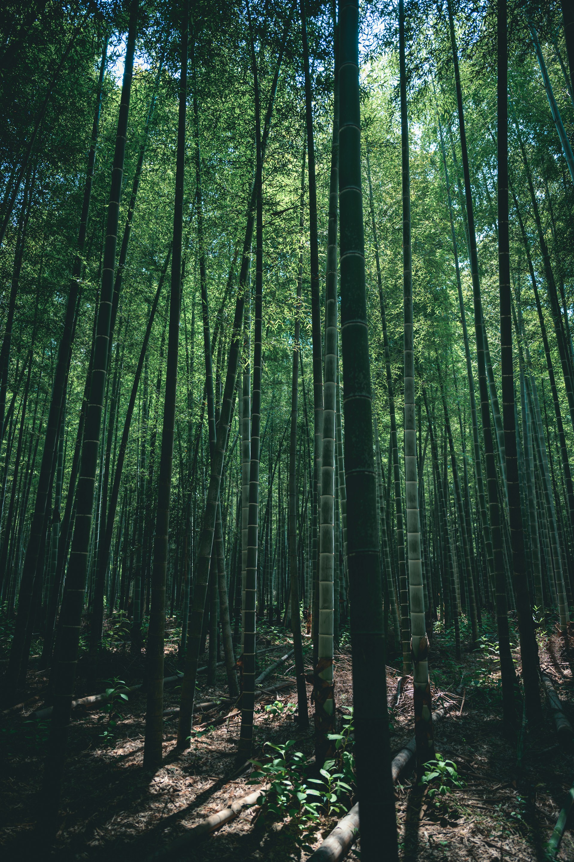 green and brown trees during daytime