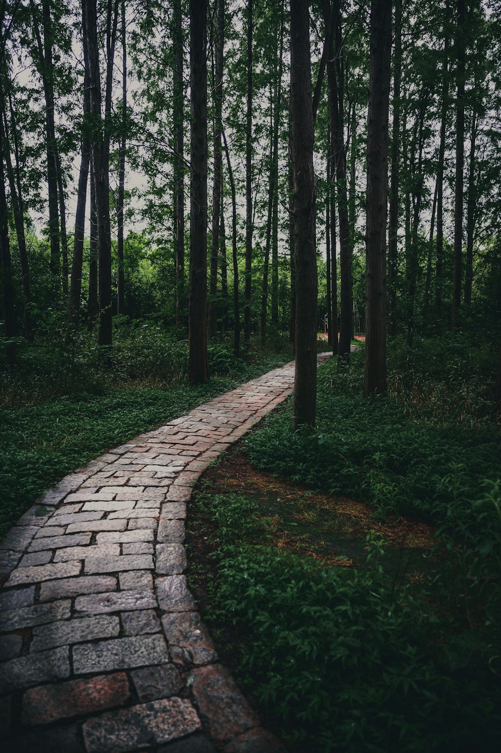 gray concrete pathway between green grass and trees during daytime