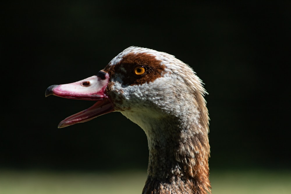 brown and white duck head