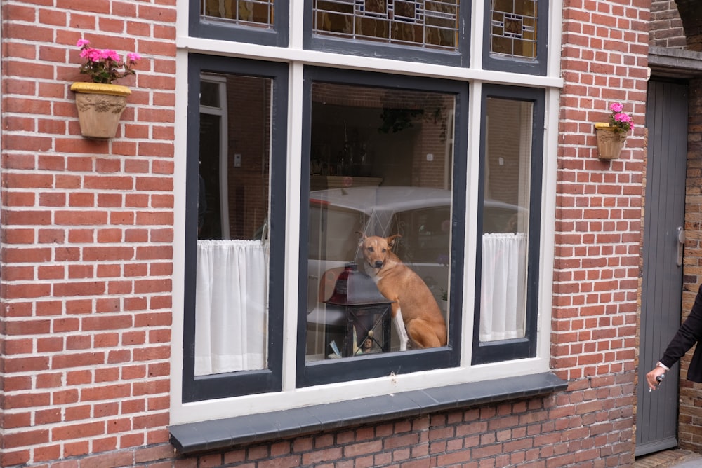 brown and black german shepherd dog on window