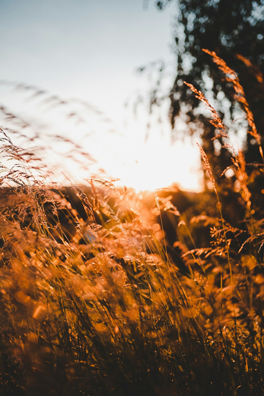 brown grass under white sky during daytime