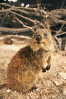 brown rodent on brown rock during daytime