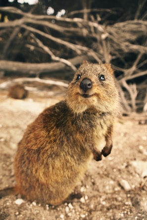 brown rodent on brown rock during daytime