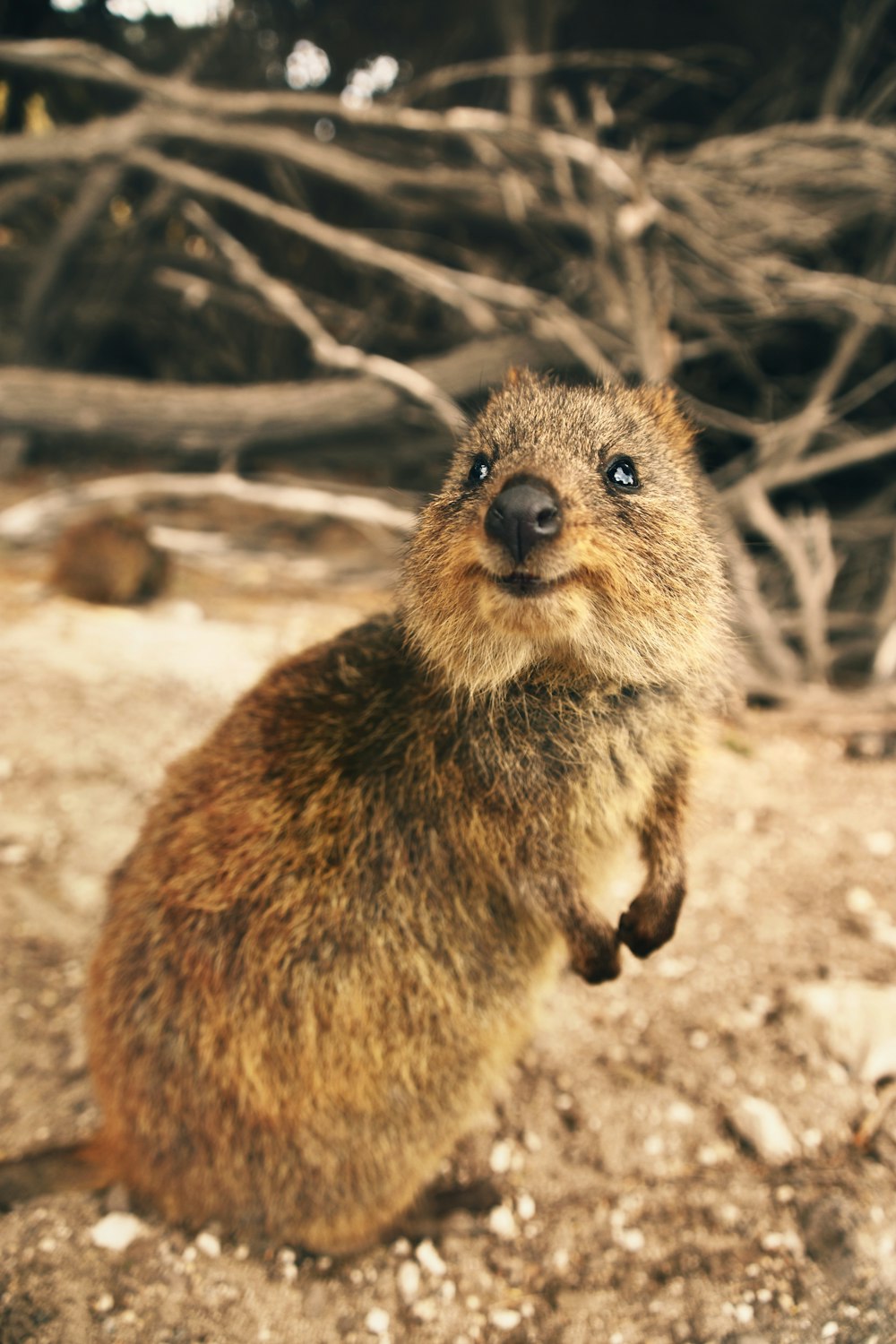 brown rodent on brown rock during daytime