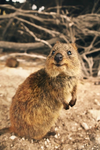 brown rodent on brown rock during daytime