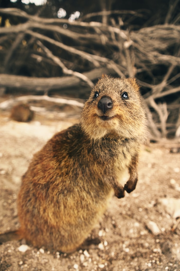 Quokka on Rottnest Island