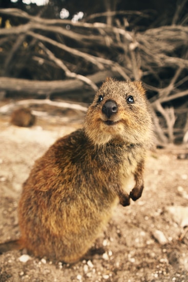 A small, furry quokka stands on its hind legs, looking directly at the camera with a curious expression. Its brown and gray fur appears soft, and the background is a blurred mix of earth tones and dry branches.