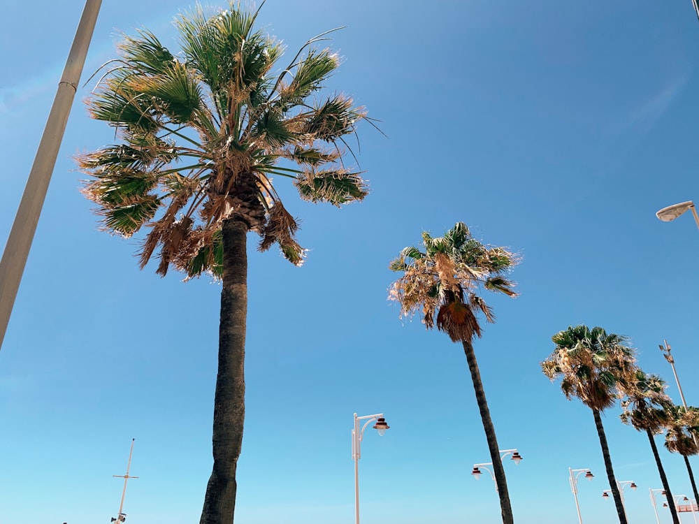 Grüne Palme unter blauem Himmel tagsüber