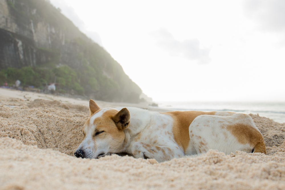 white and brown short coated dog on brown sand during daytime