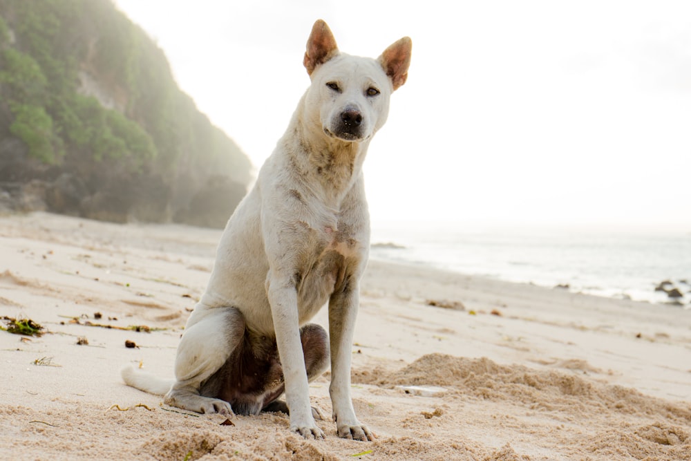 white short coated dog on brown sand during daytime