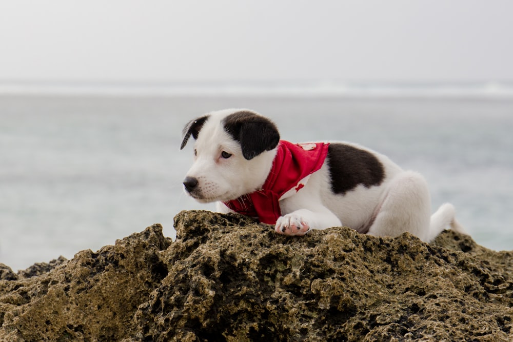 white and brown short coated dog on brown rock during daytime