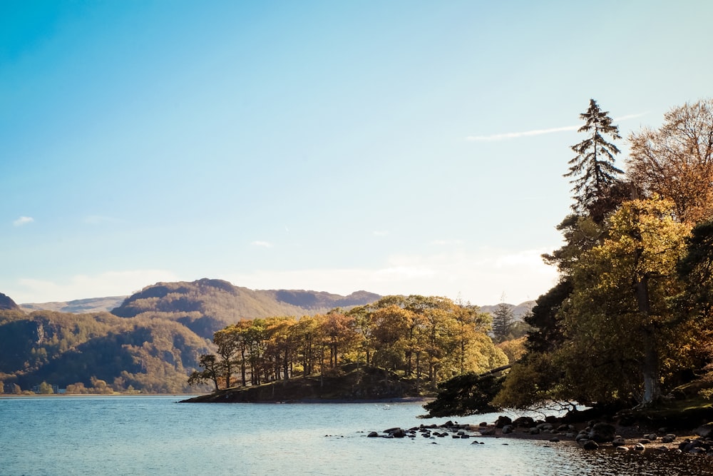 green trees near body of water during daytime