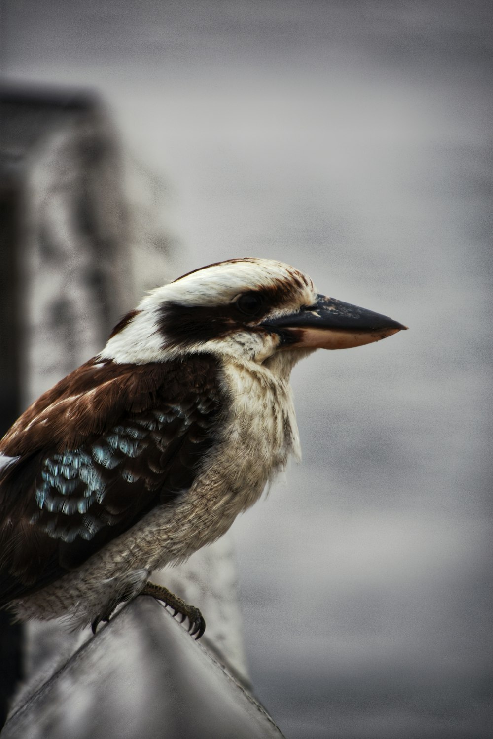 brown and white bird on brown tree branch