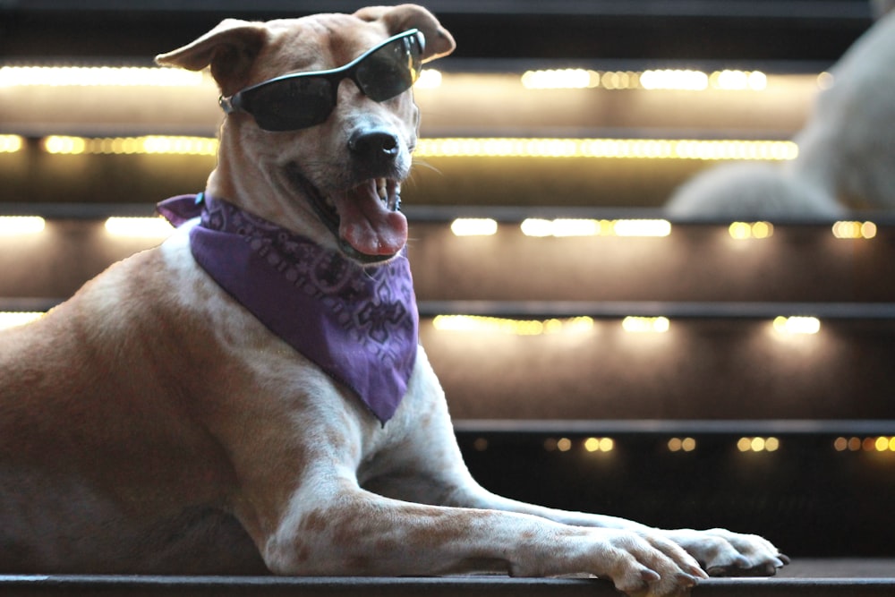 brown and white short coated dog wearing brown sunglasses