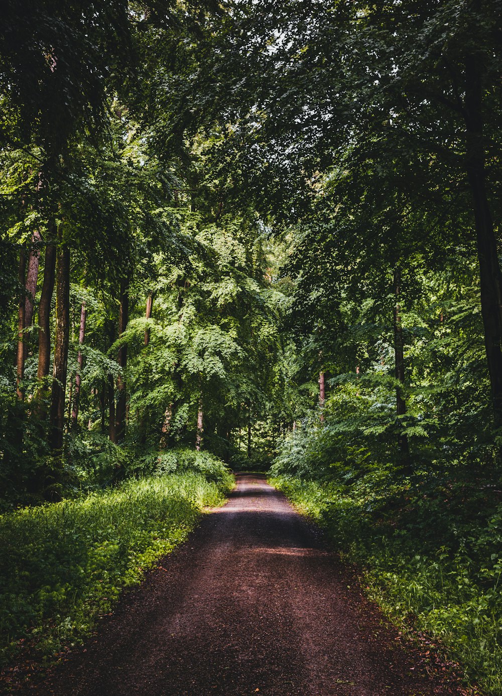 pathway between green trees during daytime