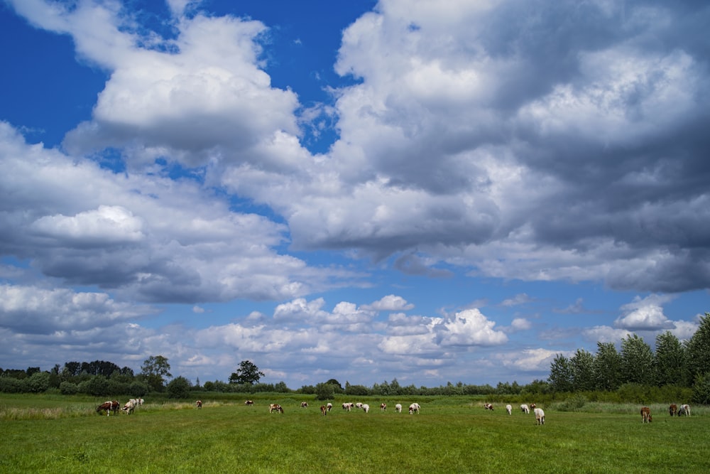 green grass field under blue sky and white clouds during daytime