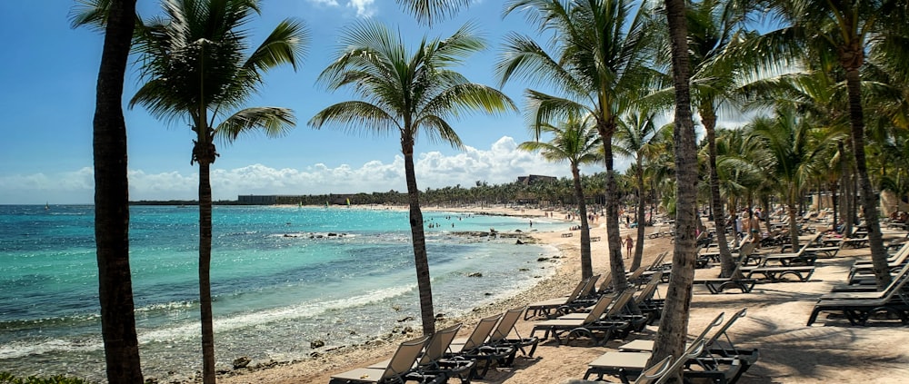 palm trees on beach shore during daytime