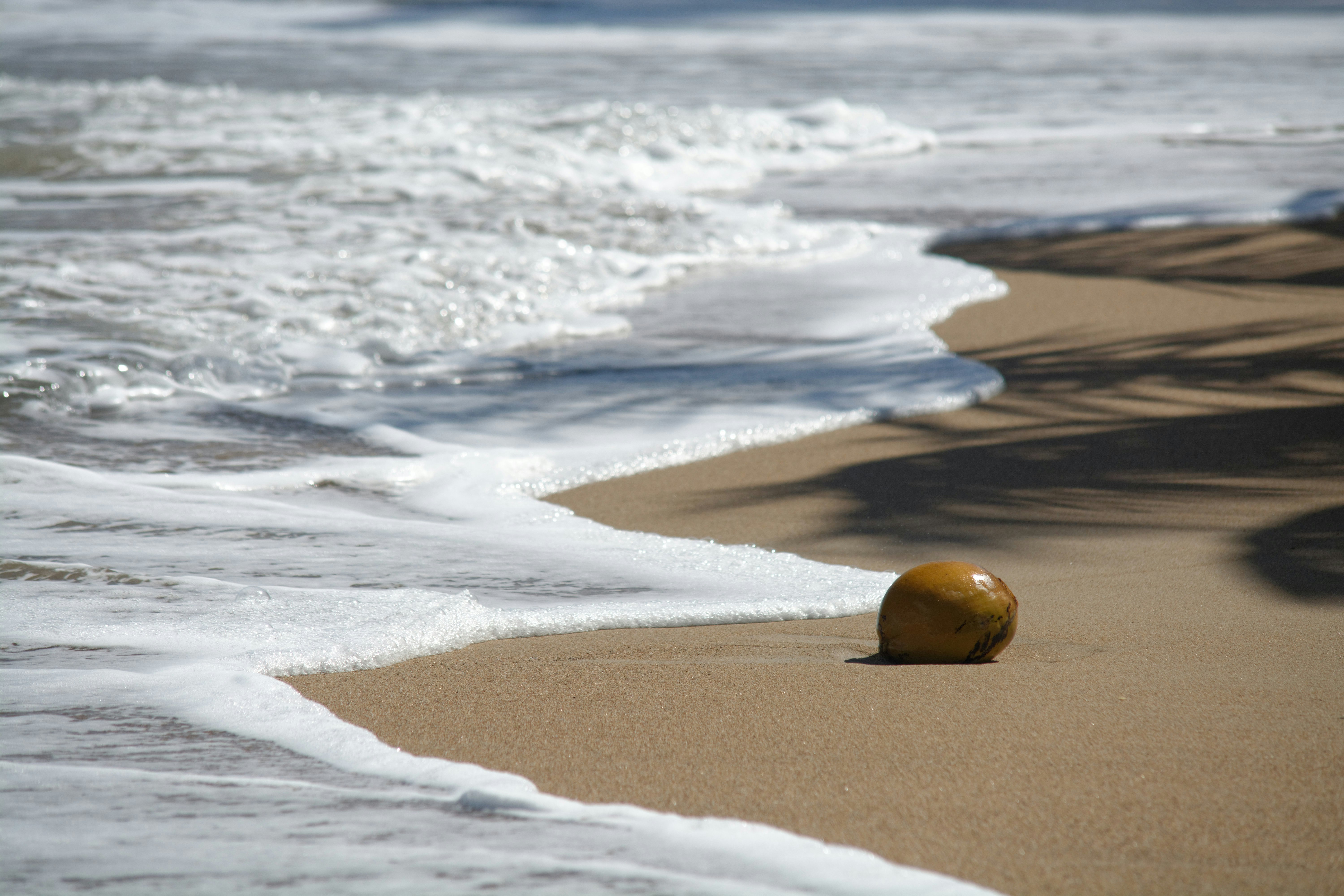 yellow fruit on beach shore during daytime