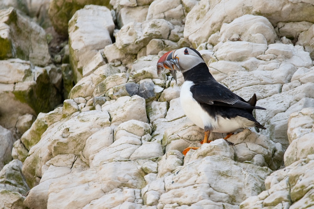 white and black bird on gray rock