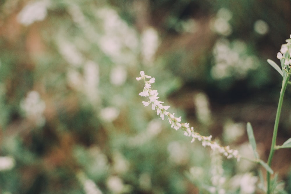 white flower in tilt shift lens