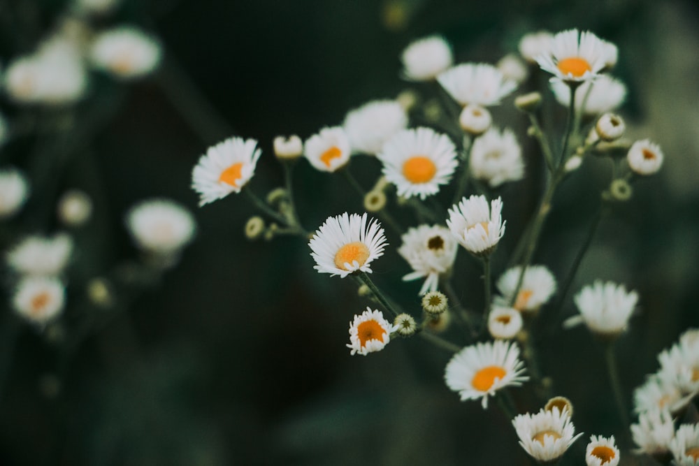 white flowers in tilt shift lens