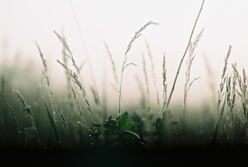 The image displays tall grasses and plants covered in morning dew, set against a soft, bright background. The scene conveys a peaceful, serene atmosphere typical of a misty morning.