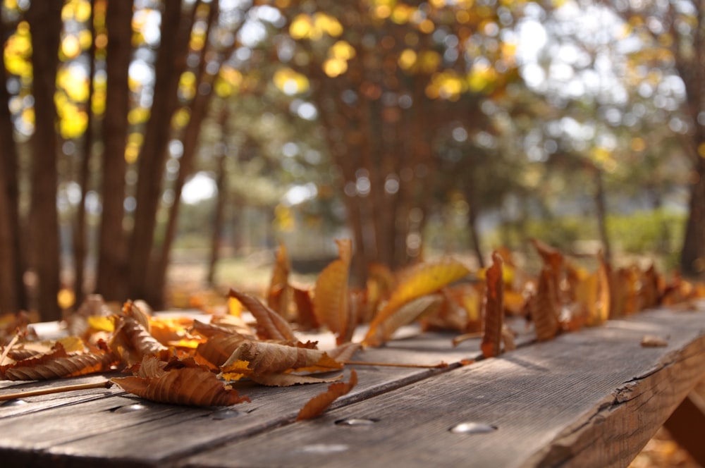 braune getrocknete Blätter auf Holzoberfläche