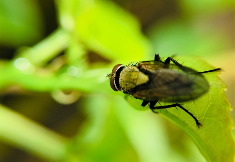 black and brown fly perched on green leaf in close up photography during daytime