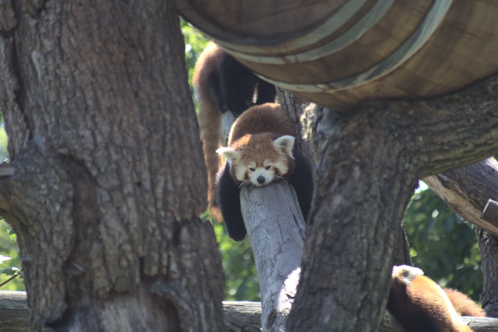red panda on brown tree