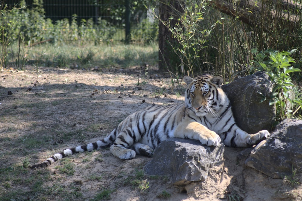 white and black tiger lying on ground during daytime
