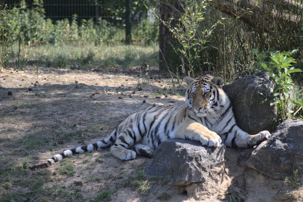 tigre bianca e nera sdraiata a terra durante il giorno